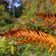Gilded Fern
